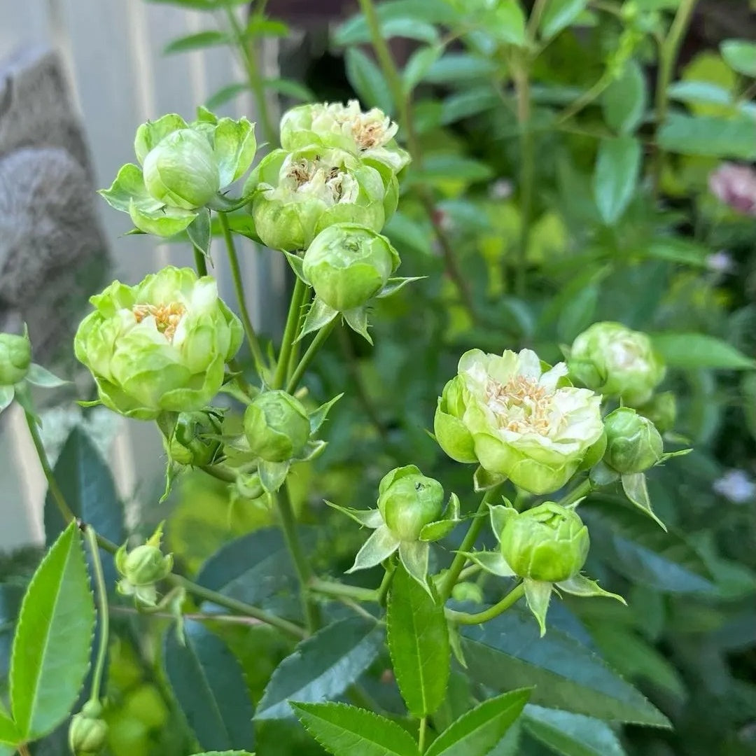 Eclaire/Princess Midori Rose