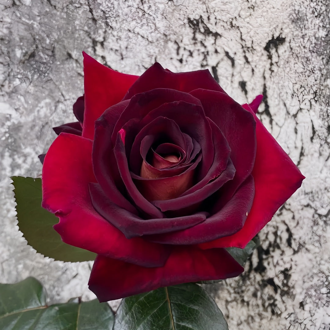 Eddy Mitchell Rose
