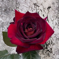 Eddy Mitchell Rose