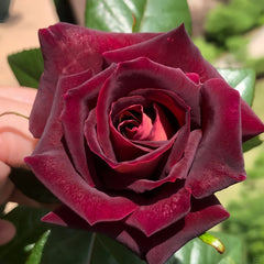 Eddy Mitchell Rose