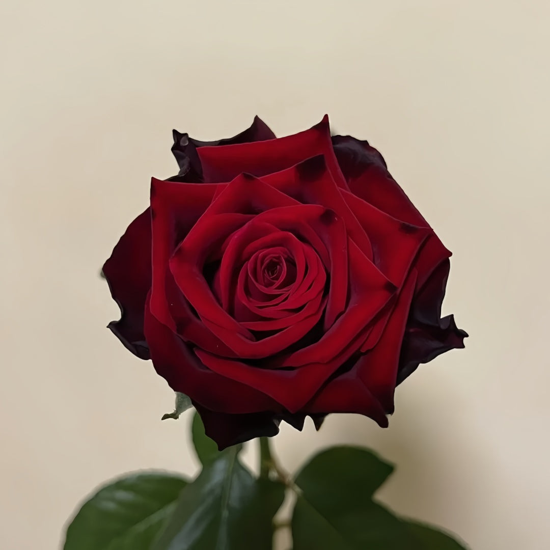 Eddy Mitchell Rose