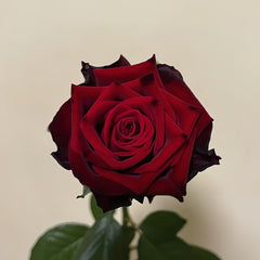 Eddy Mitchell Rose