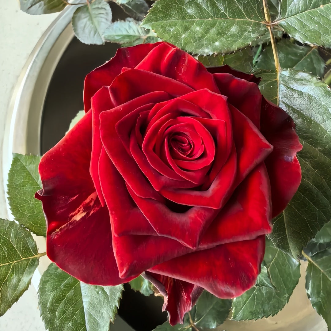 Edmon Roses Eddy Mitchell Rose-骇客/黑金|France Cut Rose – Ergongzy Roses