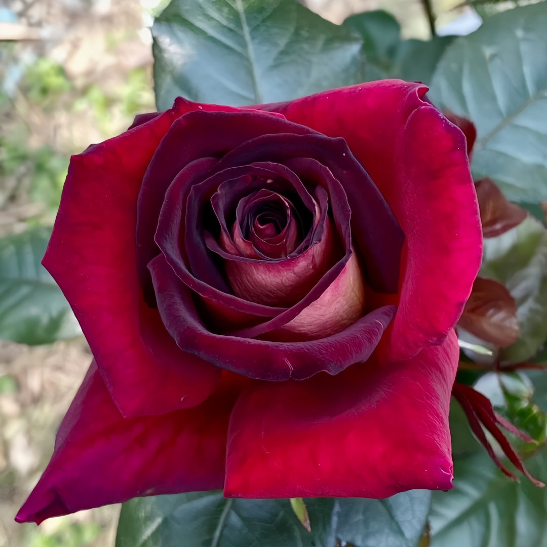 Eddy Mitchell Rose