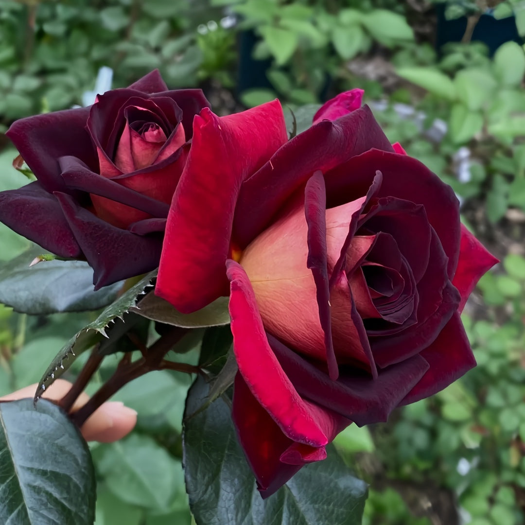 Eddy Mitchell Rose