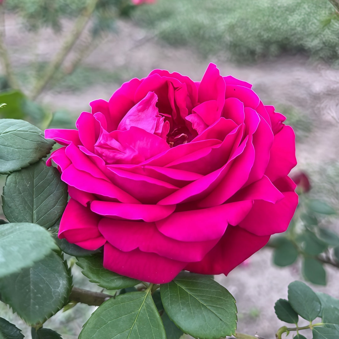 Edible Rose. Dianhong Rose
