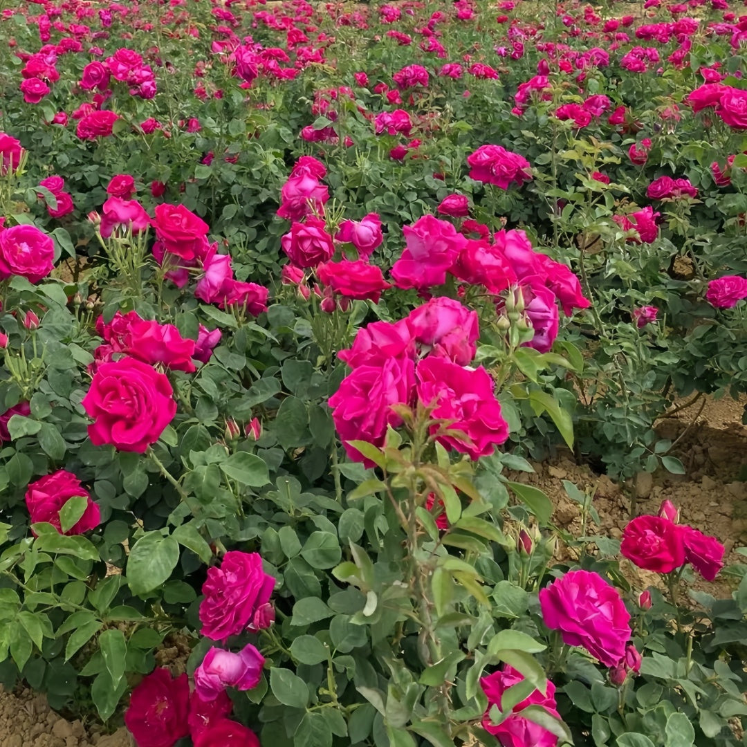 Edible Rose. Dianhong Rose