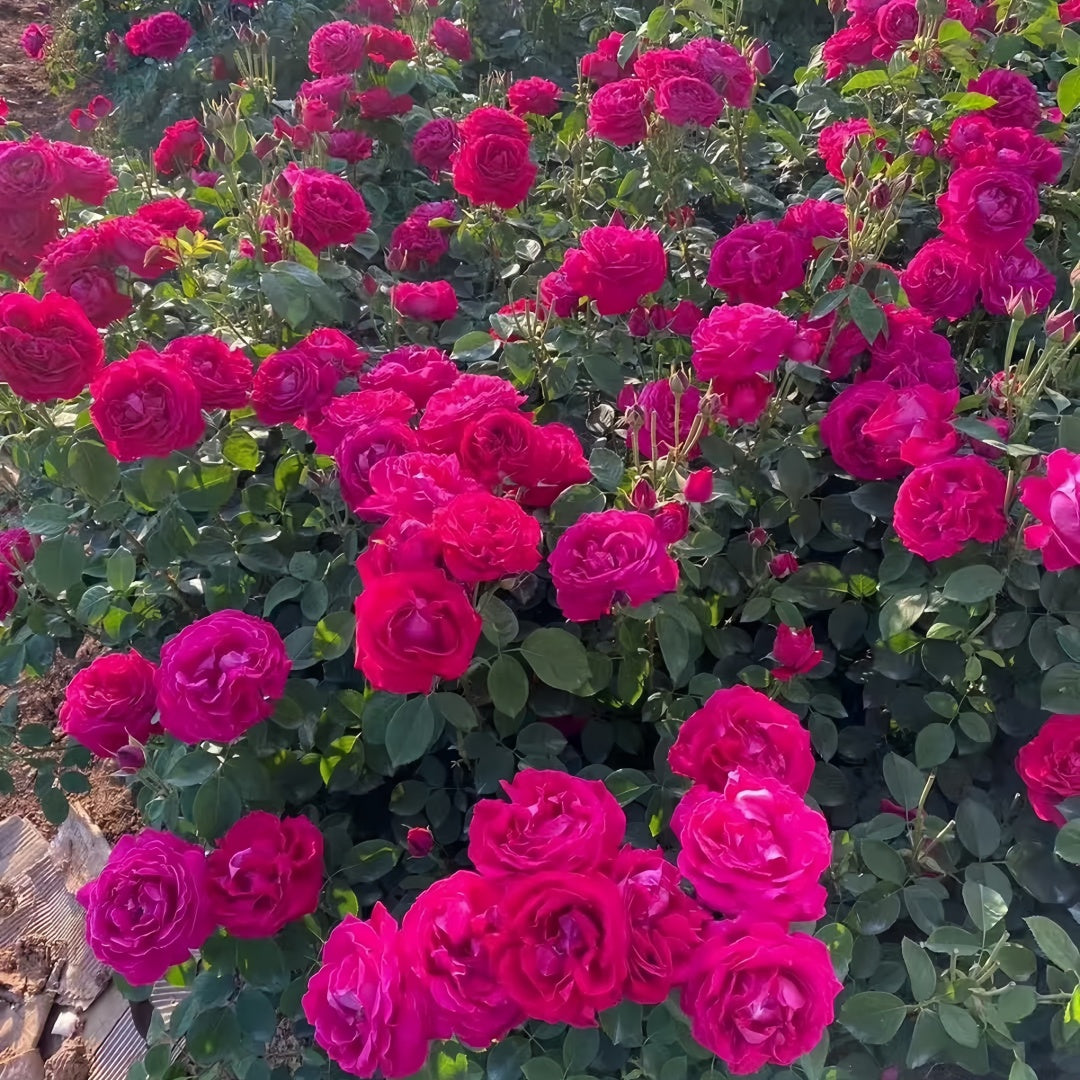 Edible Rose. Dianhong Rose