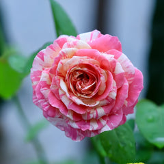 Edouard Manet Rose