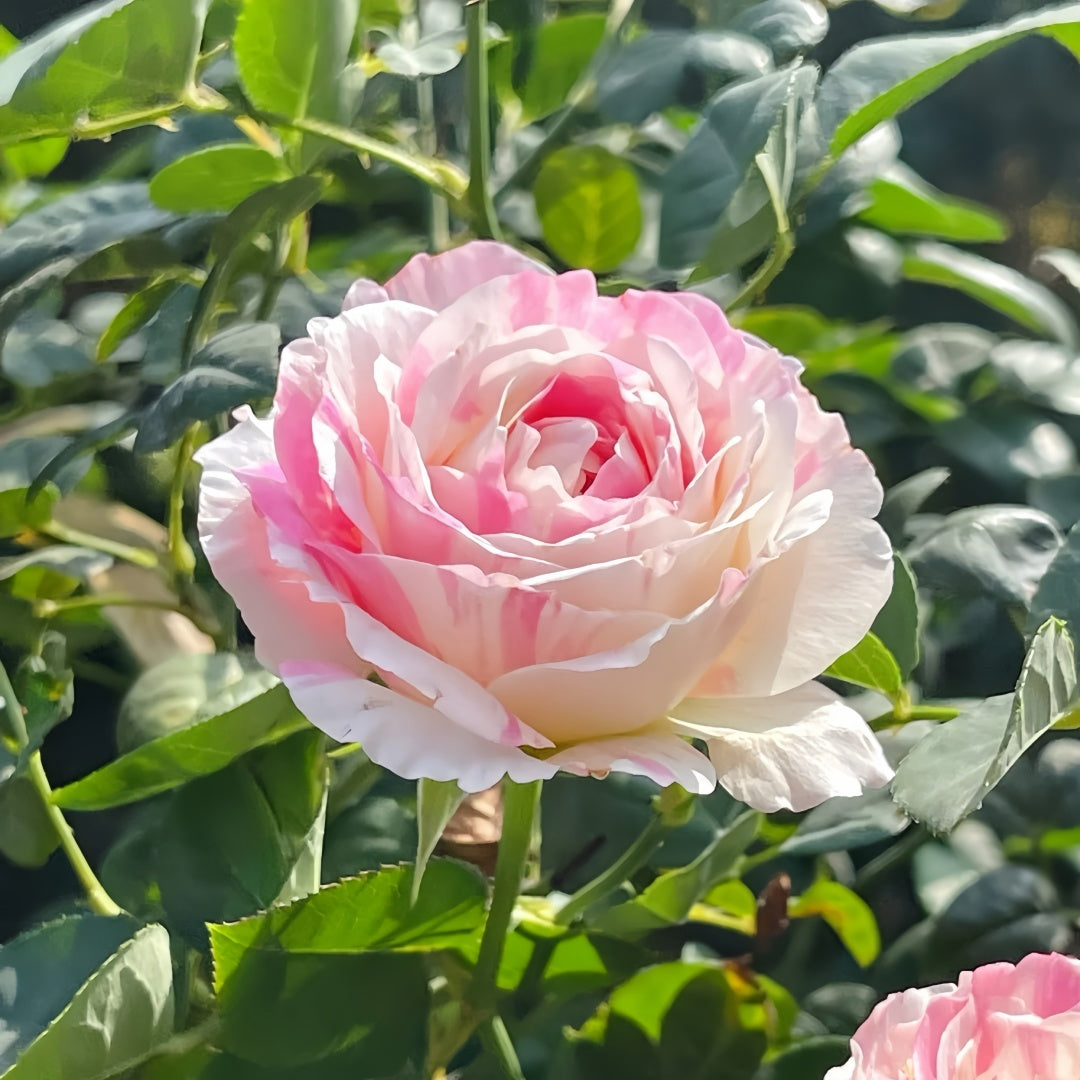 Edouard Manet Rose