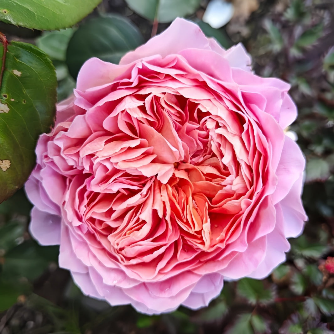 Shrub Roses – Ergongzy Roses
