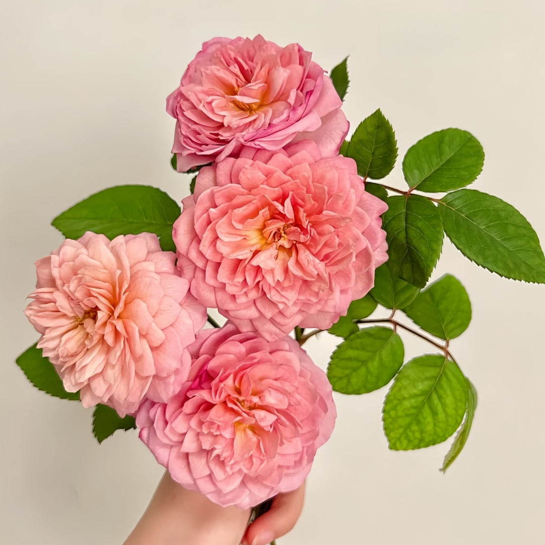 Eisvogel Rose