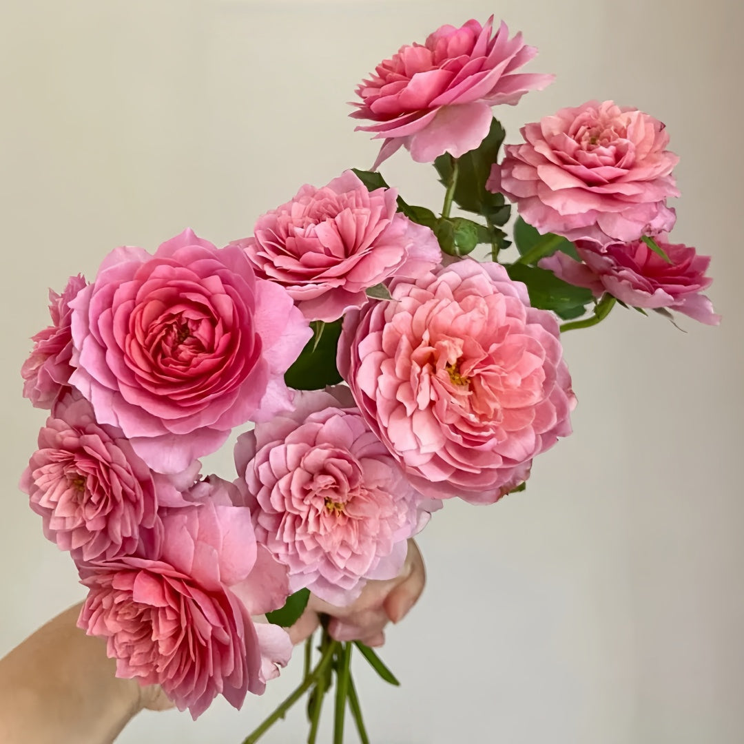 Eisvogel Rose