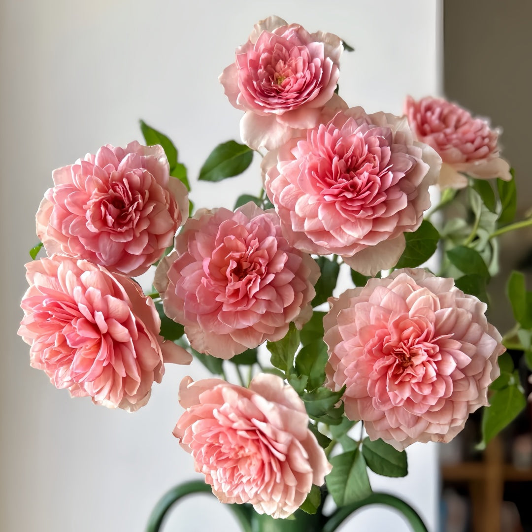 Eisvogel Rose