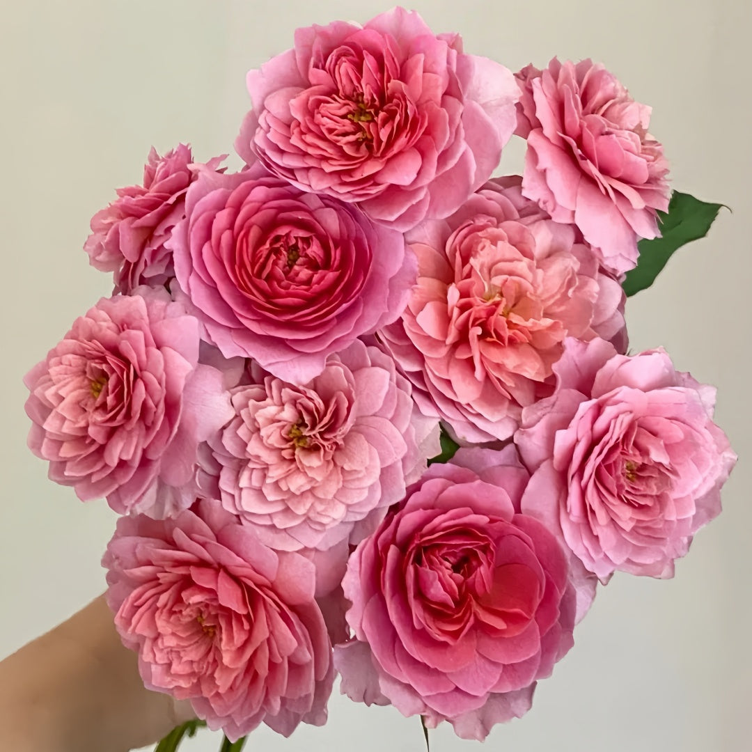 Eisvogel Rose