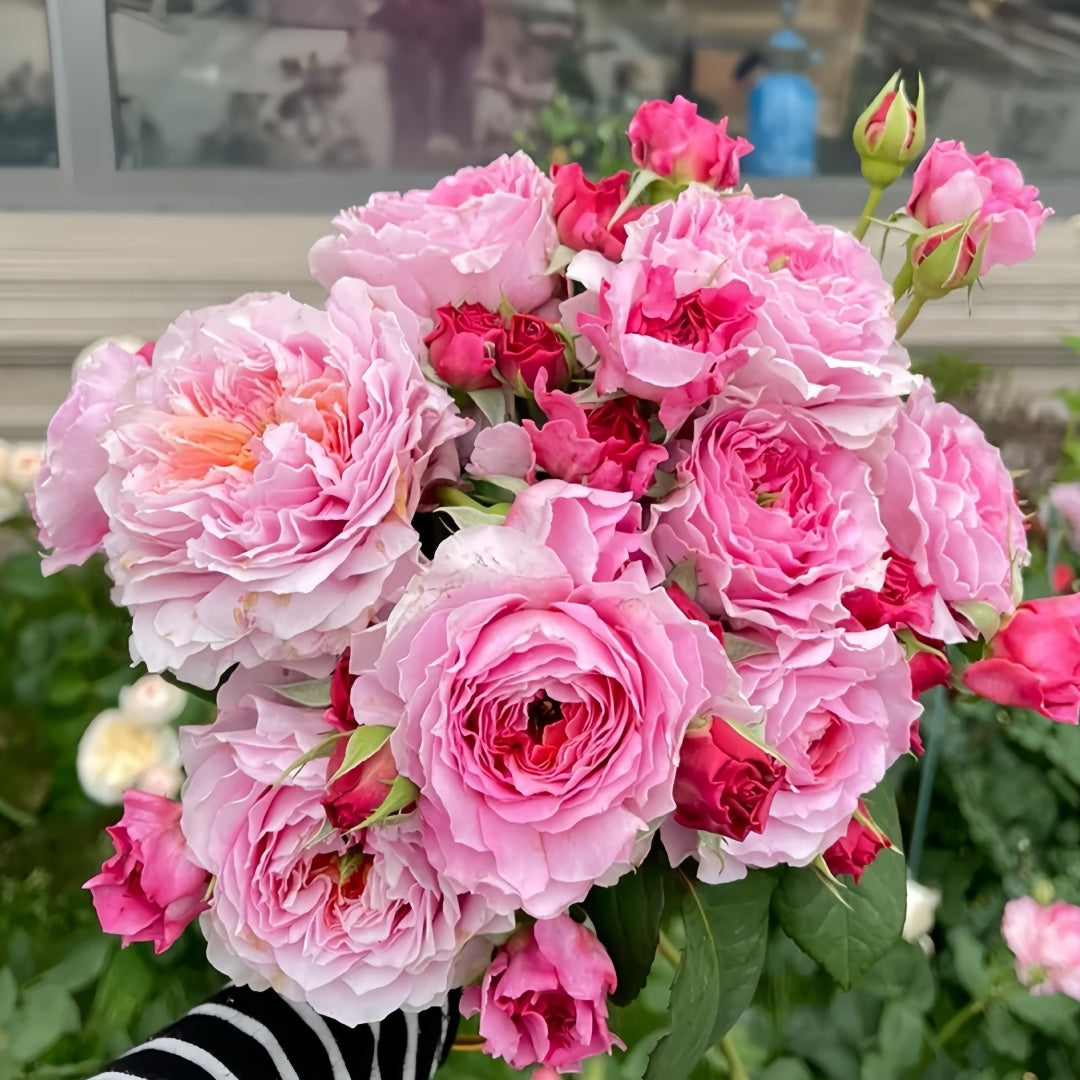 Eisvogel Rose