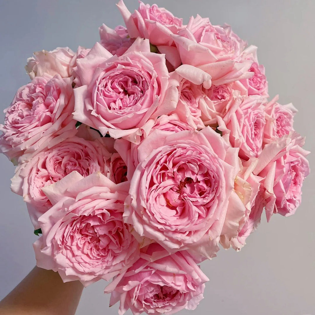 Japanese Roses – Page 6 – Ergongzy Roses