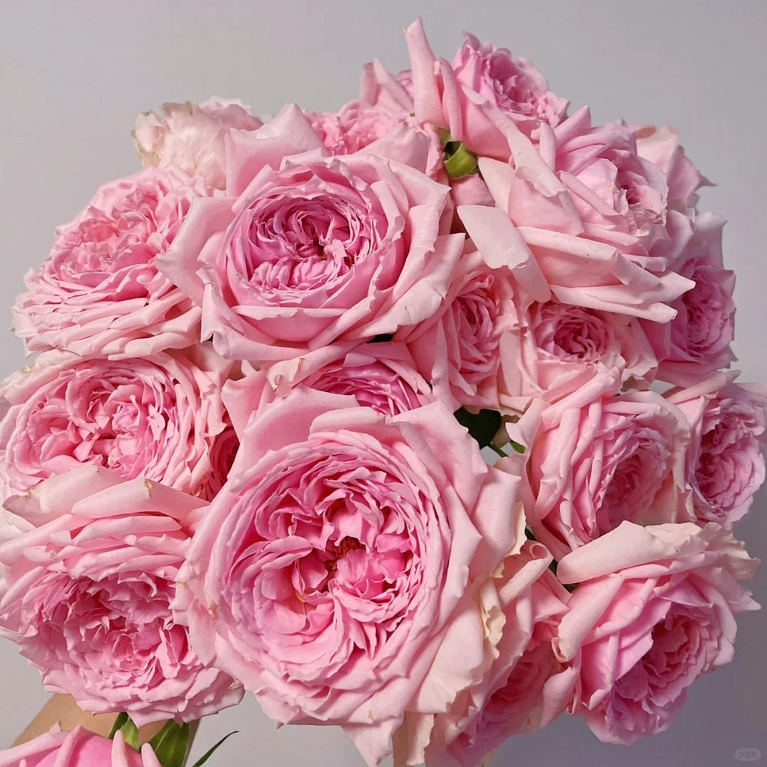 Elegant Dress Rose