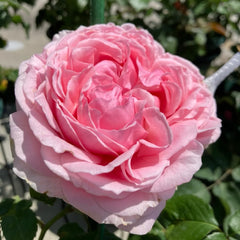 Elegant Dress Rose