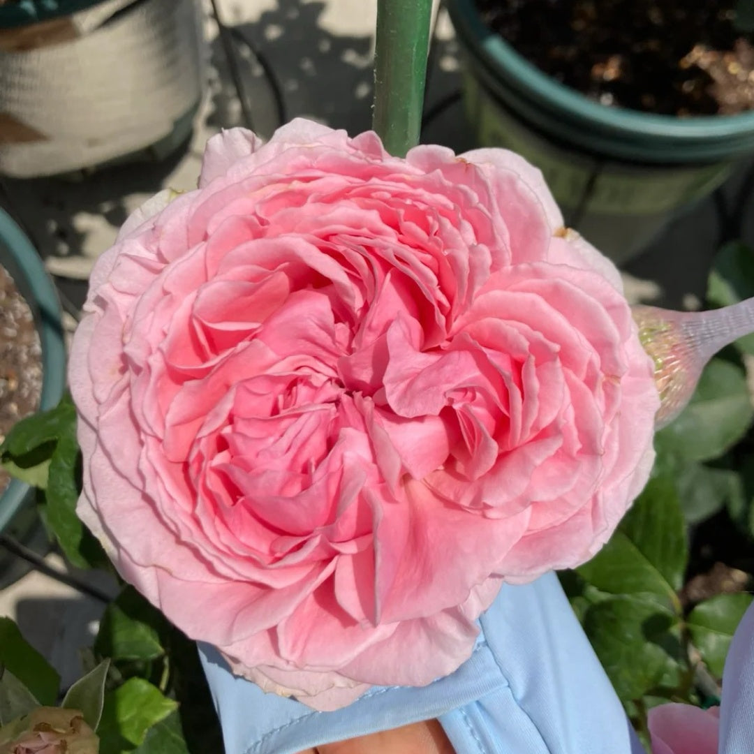 Elegant Dress Rose