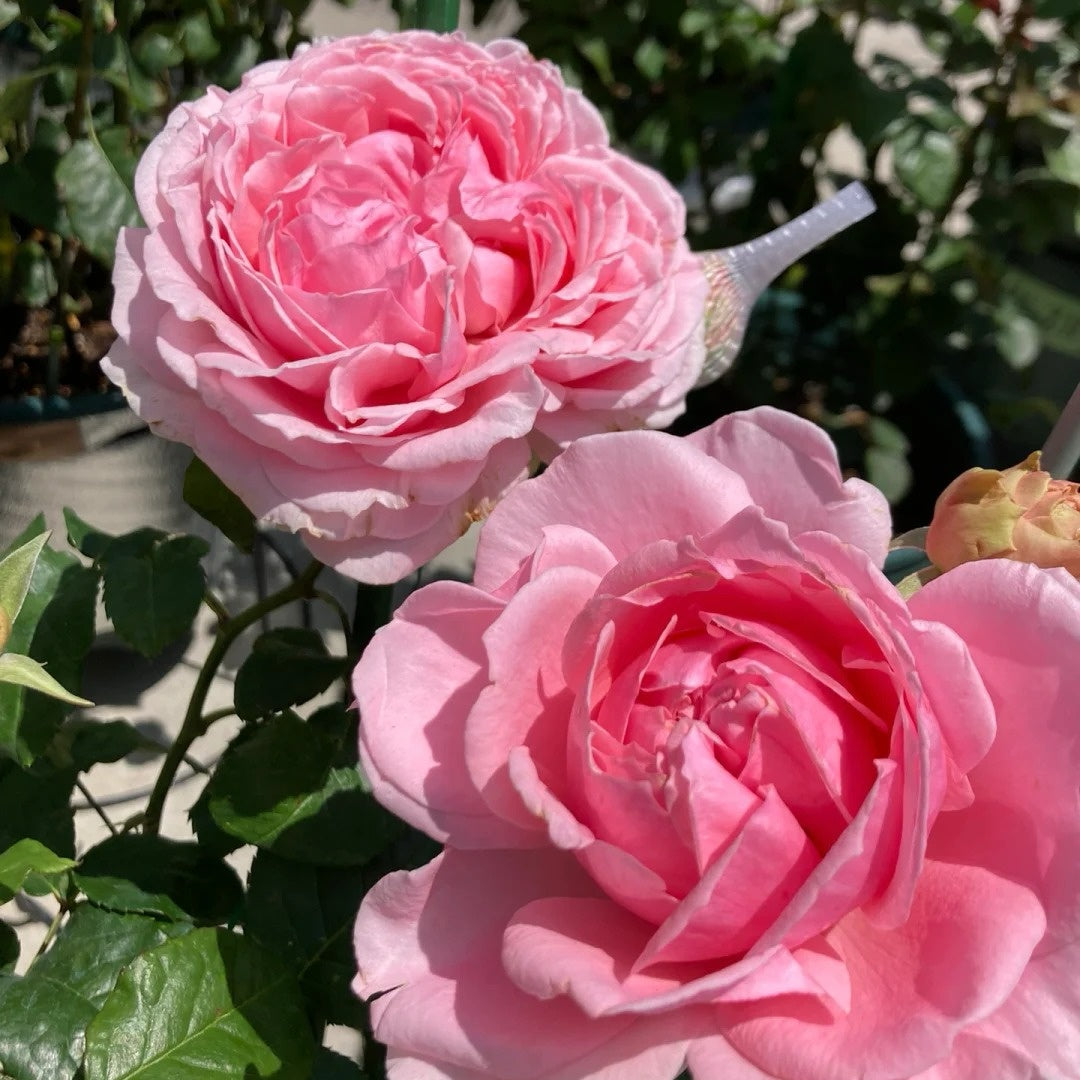 Elegant Dress Rose