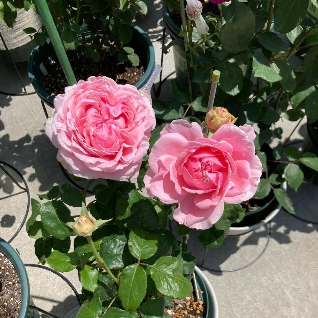 Elegant Dress Rose