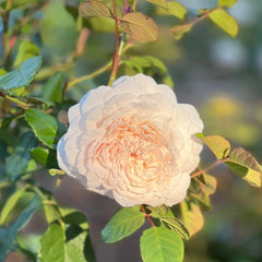 Emily Bront® Rose