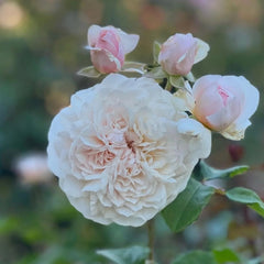 Emily Bront® Rose