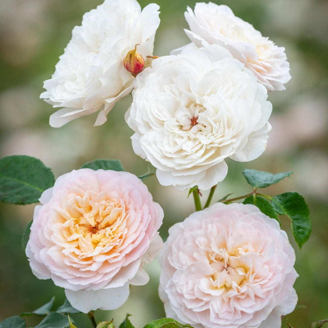 Emily Bront® Rose