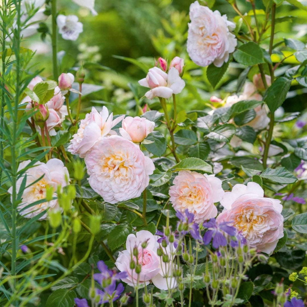 Emily Bront® Rose