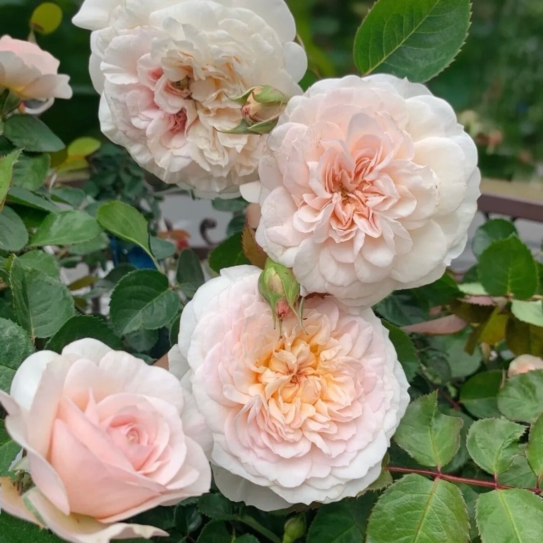 Emily Bront® Rose