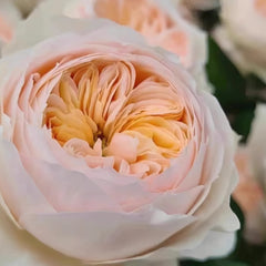 Emma woodhouse Rose