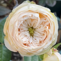 Emma woodhouse Rose