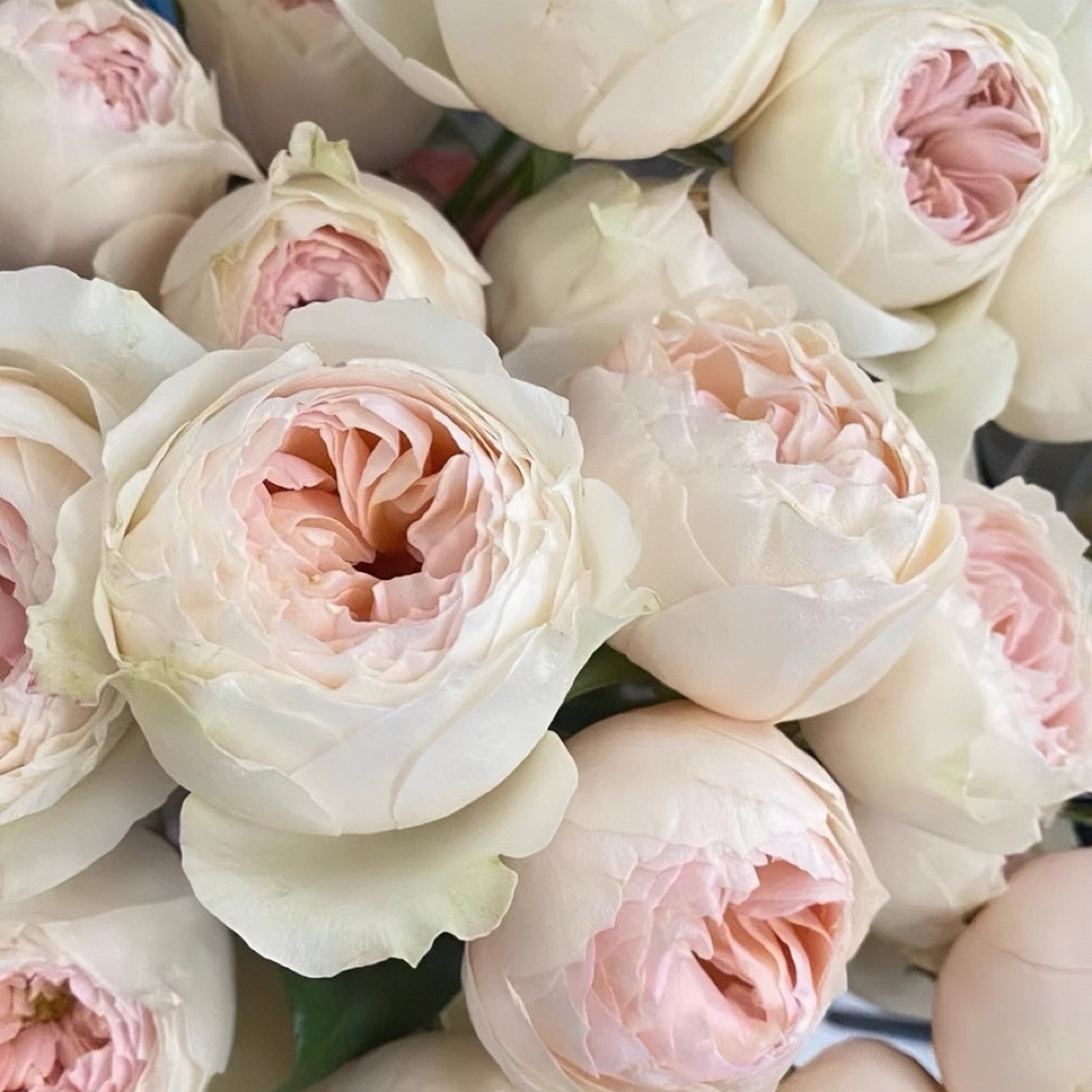 Emma woodhouse Rose