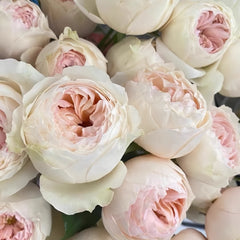 Emma woodhouse Rose