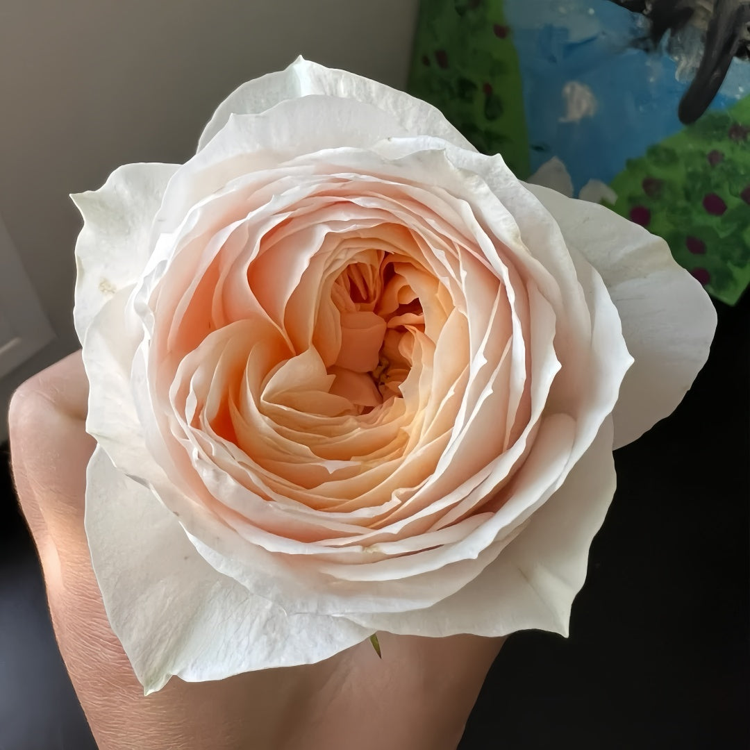 Emma woodhouse Rose-艾玛伍德｜Netherland Cut Rose