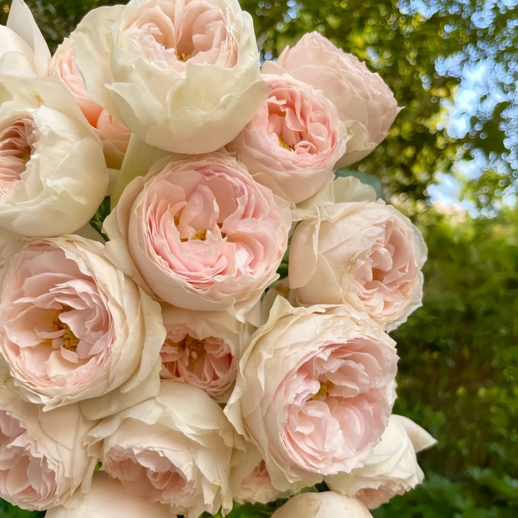 Cut Roses – Ergongzy Roses