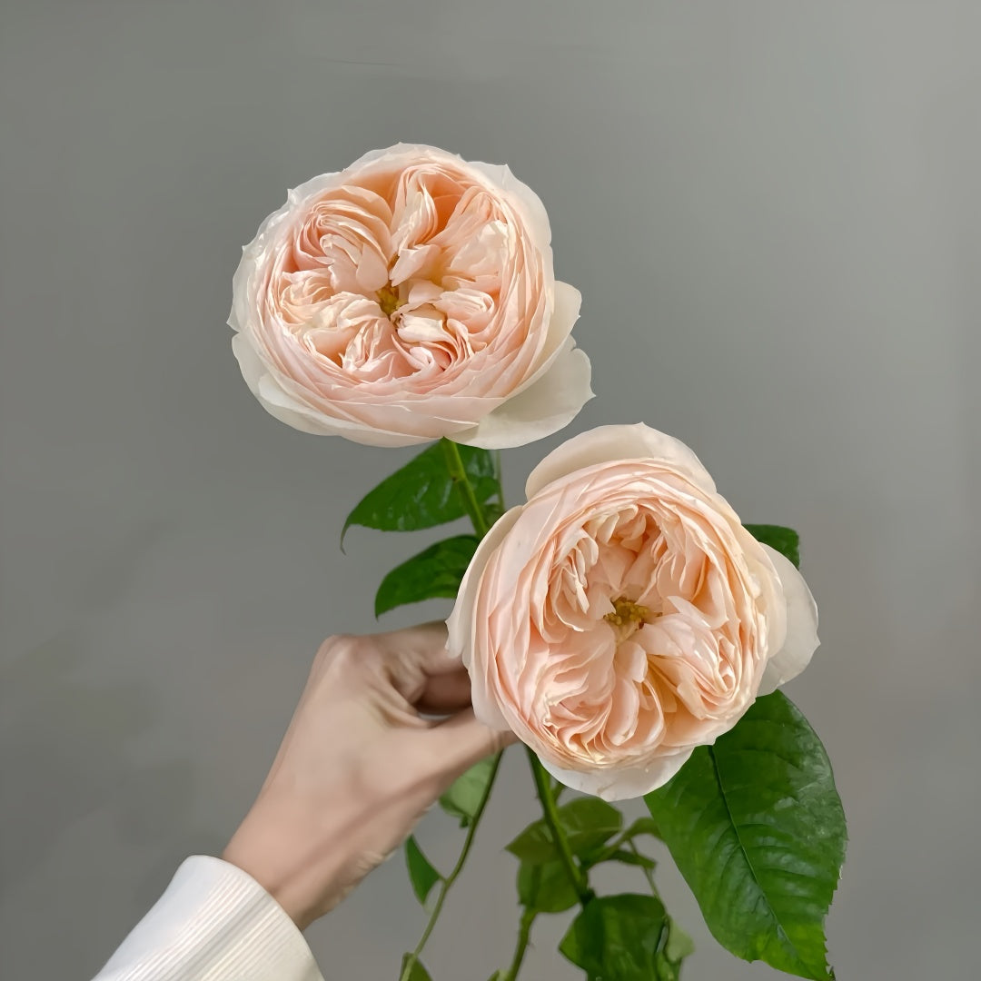 Emma woodhouse Rose-艾玛伍德｜Netherland Cut Rose