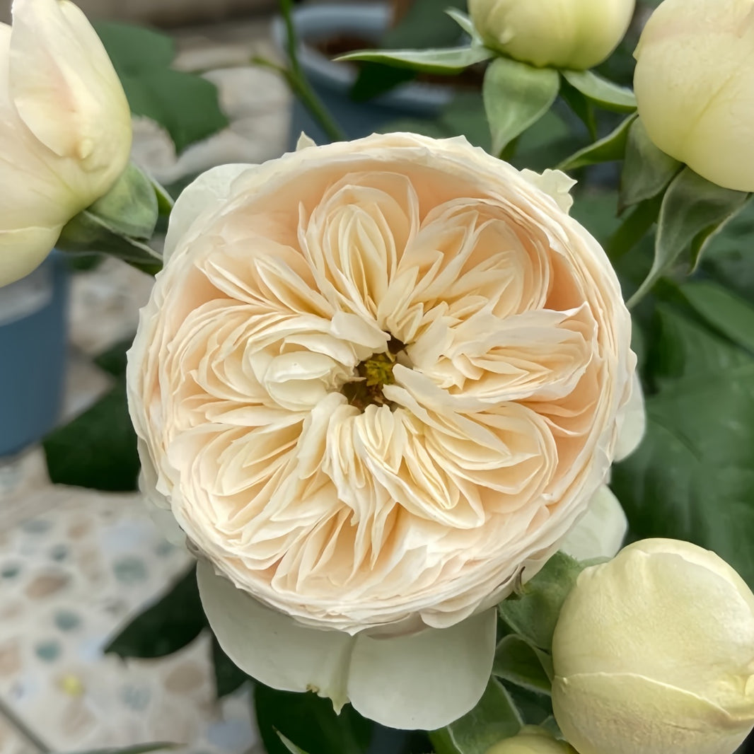 Victoria Wedding Rose-维多利亚婚礼｜Netherlands Cut Rose