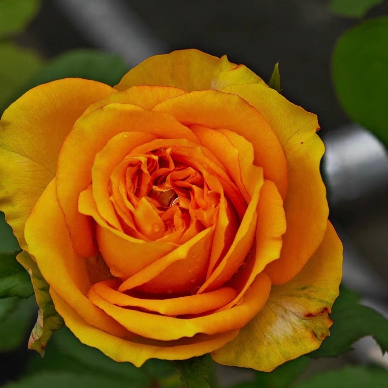 Endless Summer Rose