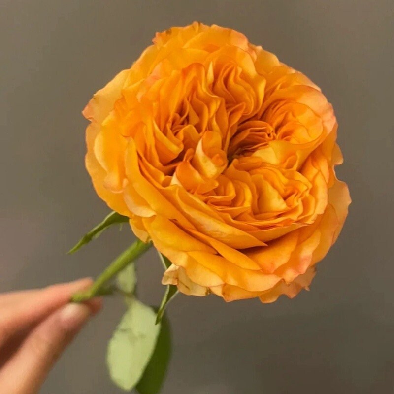 Endless Summer Rose