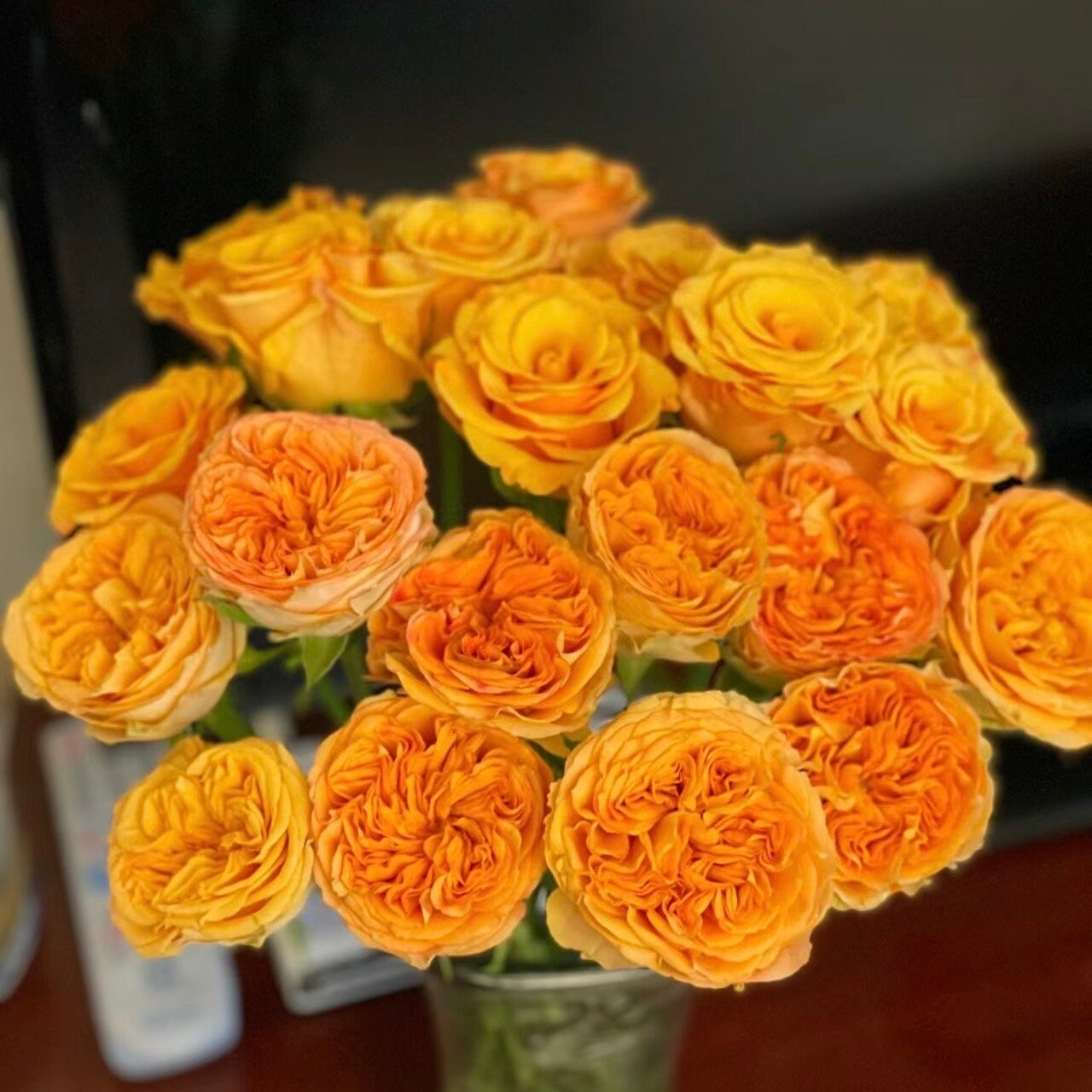 Endless Summer Rose