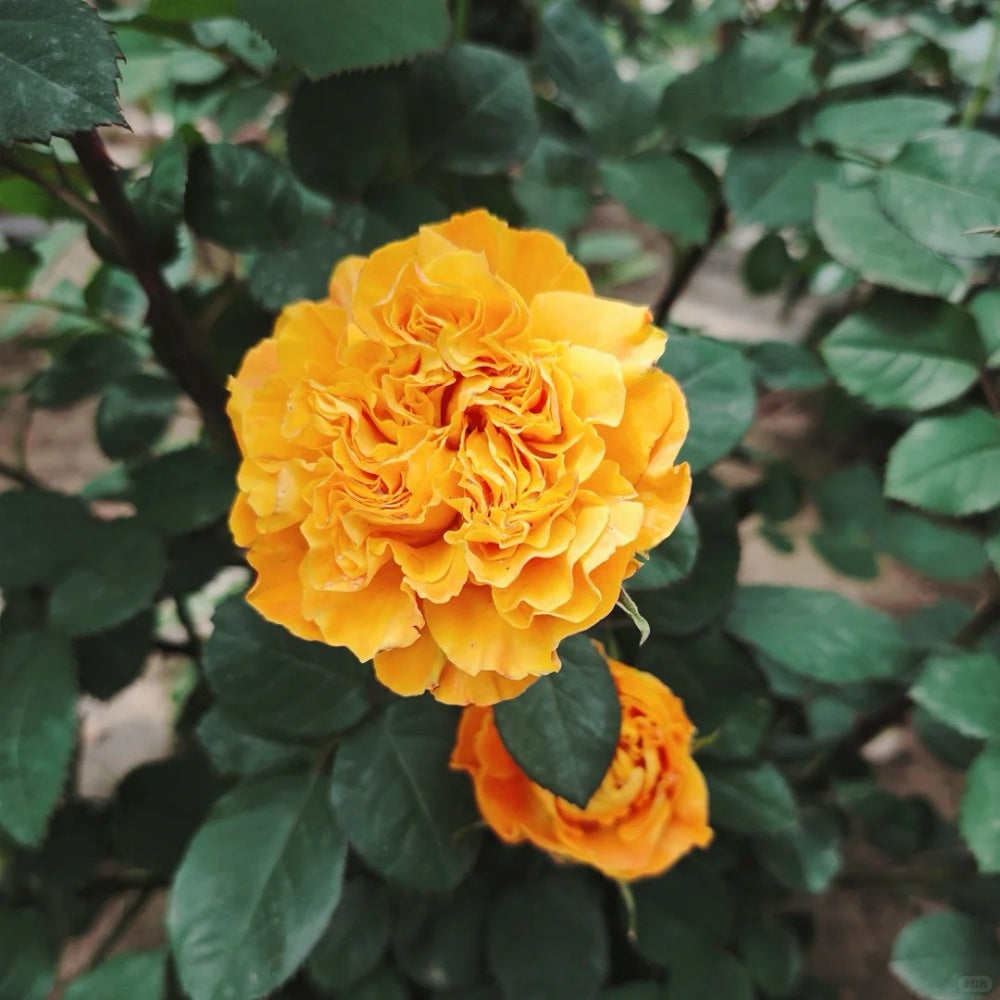 Endless Summer Rose