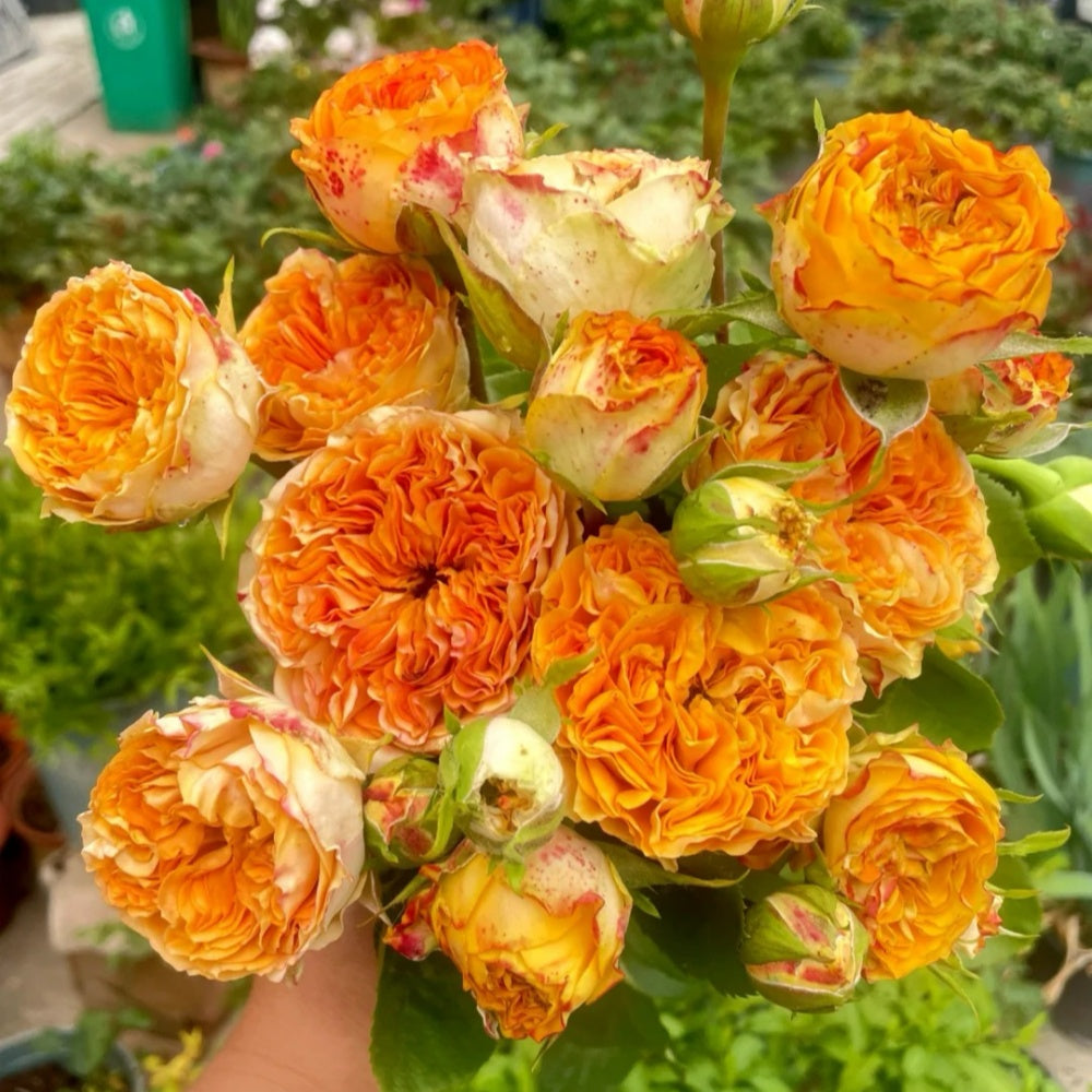 Endless Summer Rose