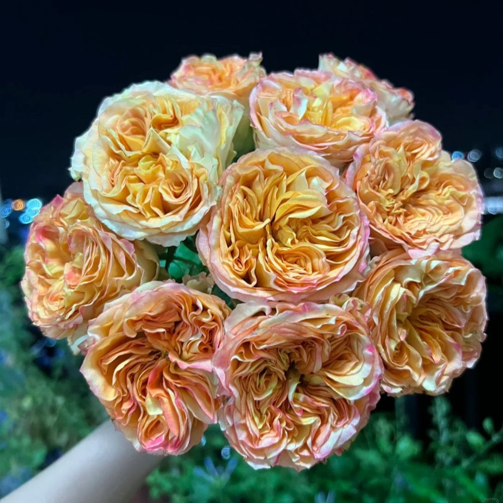 Endless Summer Rose-ζ ε°½δΉε€ο½Australia Shrub Rose β Ergongzy Roses