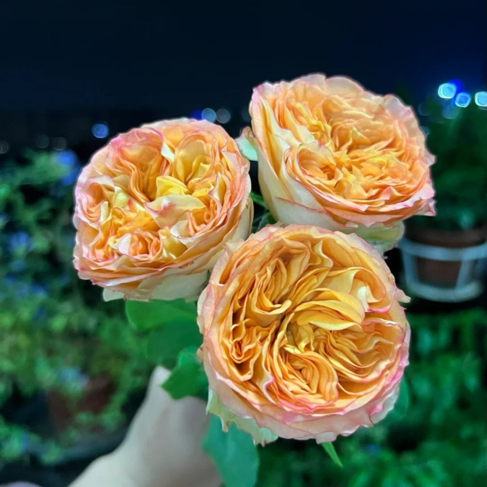 Endless Summer Rose