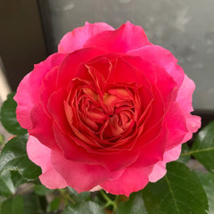 Esprit de Paris Rose
