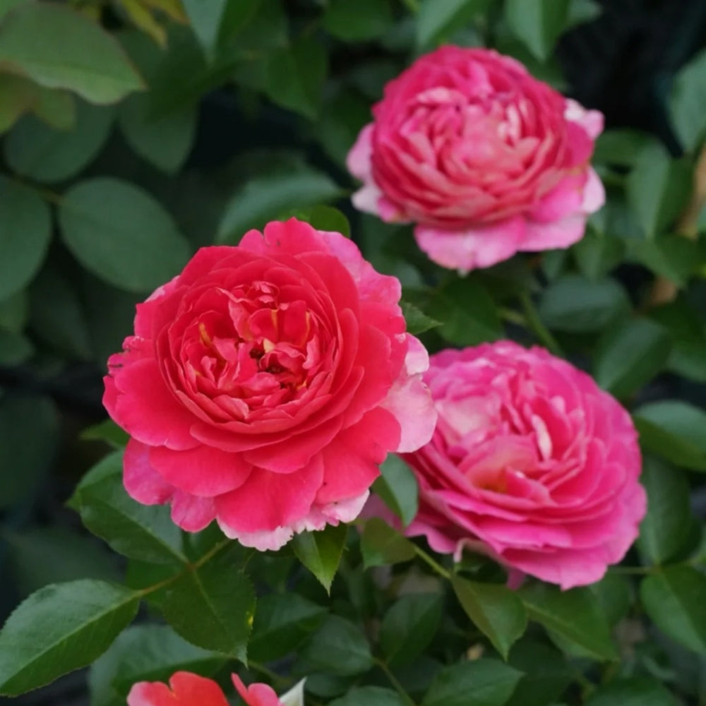 Esprit de Paris Rose