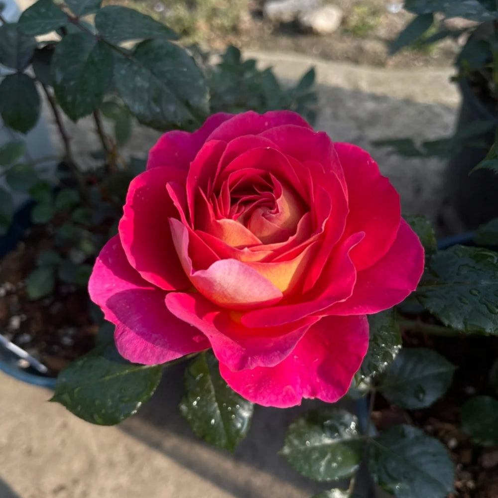 Esprit de Paris Rose