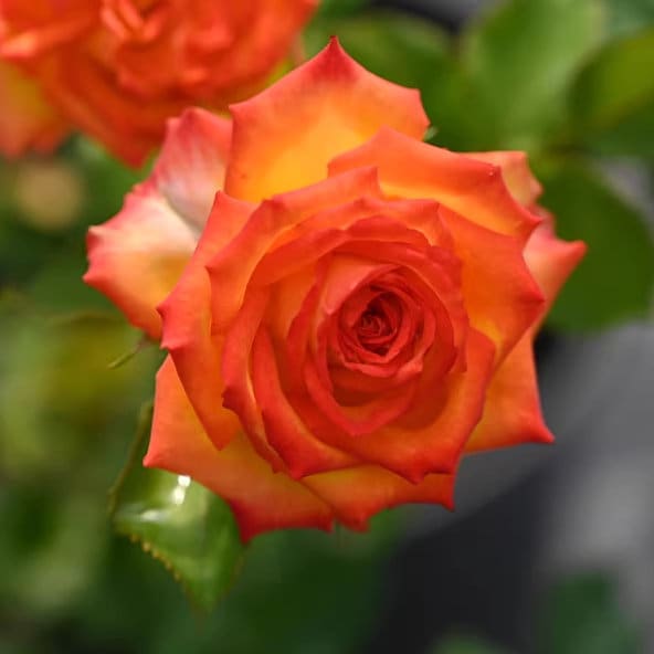 Eyeliner Rose